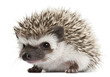Four-toed Hedgehog, Atelerix albiventris, 3 weeks old Four-toed Hedgehog, Atelerix albiventris, 3 weeks old