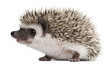 Four-toed Hedgehog, Atelerix albiventris, 3 weeks old Four-toed Hedgehog, Atelerix albiventris, 3 weeks old