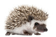 Four-toed Hedgehog, Atelerix albiventris, 3 weeks old