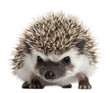 Four-toed Hedgehog, Atelerix albiventris, 3 weeks old
