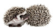 Four-toed Hedgehogs, Atelerix albiventris, 3 weeks old
