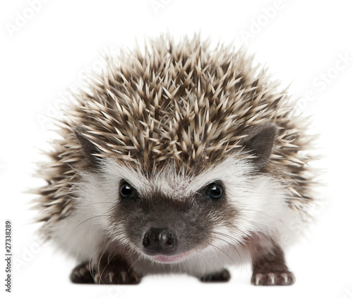 Foto: Four-toed Hedgehog, Atelerix albiventris, 3 weeks old Four-toed Hedgehog, Atelerix albiventris, 3 weeks old