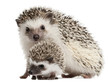 Four-toed Hedgehogs, Atelerix albiventris, 3 weeks old