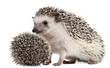 Four-toed Hedgehogs, Atelerix albiventris, 3 weeks old Four-toed Hedgehogs, Atelerix albiventris, 3 weeks old