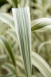 Jardin plantes jardinage végétation botanique verdure