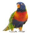 Rainbow Lorikeet, Trichoglossus haematodus, 3 years old