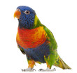 Rainbow Lorikeet, Trichoglossus haematodus, 3 years old