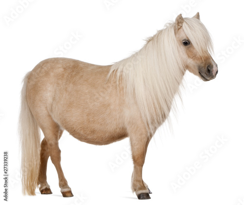 Photo: Palomino Shetland pony, Equus caballus, 3 years old, standing Palomino Shetland pony, Equus caballus, 3 years old, standing