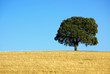 Oak tree at alentejo field.