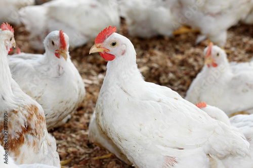 Photo : élevage de poules blanches élevage de poules blanches