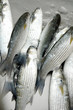 Fish in market