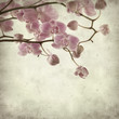 textured old paper background with  pink stripy phalaenopsis orc