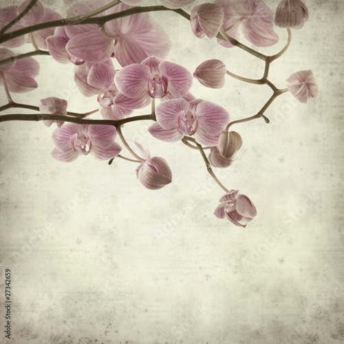 Photo: textured old paper background with pink stripy phalaenopsis orc textured old paper background with pink stripy phalaenopsis orc