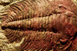 fossil in museum of the northeast of Thailand. fossil in museum of the northeast of Thailand.