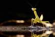 Mantis reflection