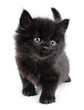 Black little kitten walking, white background