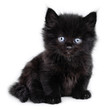 Black little kitten sitting down, white background