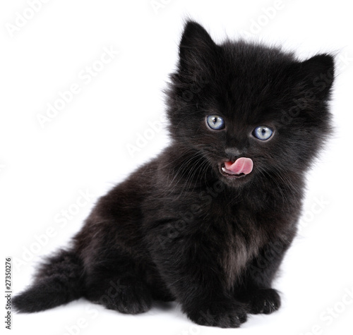 Photo: Black little kitten sitting down, licking, white background Black little kitten sitting down, licking, white background