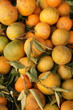 mendarines
