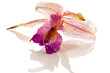 Dried Orchid Dried Orchid
