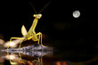 Mantis reflection