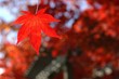 Foto: japanese maple japanese maple