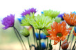 Multicolored Daisy Flowers