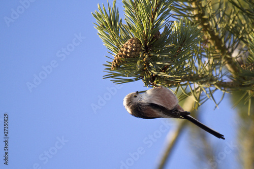 Photo : Mésange à longue queue - Aegithelos caudatus - Longtailed Tit Mésange à longue queue - Aegithelos caudatus - Longtailed Tit