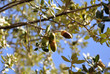 glands...chêne vert