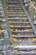 Stufe Treppe im Herbst Blätter