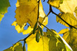 Haselnusskätzchen im Herbst