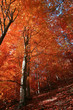 feuerrot