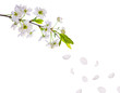 spring cherry tree flowers and petals