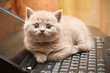 Kitten On A Laptop