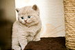 British Kitten