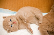 Lying Newborn British Kitten