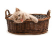 Yawning Lilac Kitten In A Basket
