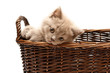 Beautiful Lilac Kitten In A Basket