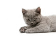 British Kitten Isolated On White Background