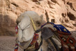 Camel, Petra, Jordan