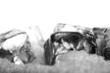 Eiswürfel