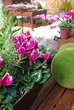 Décor de jardin - Cyclamen