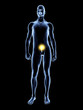 Erleuchtetes Svadhisthana Chakra