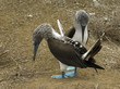 Galapagos Blaufuss Tölpel