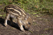 Junge Wildsau