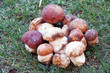 Funghi Porcini