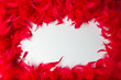 frame with the texture and bright red feathers