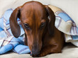 dachshund dog breed under the checkered blanket dachshund dog breed under the checkered blanket