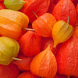 Lampionblume - Physalis alkekengi