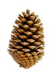 Pinienzapfen - pine cone 04
